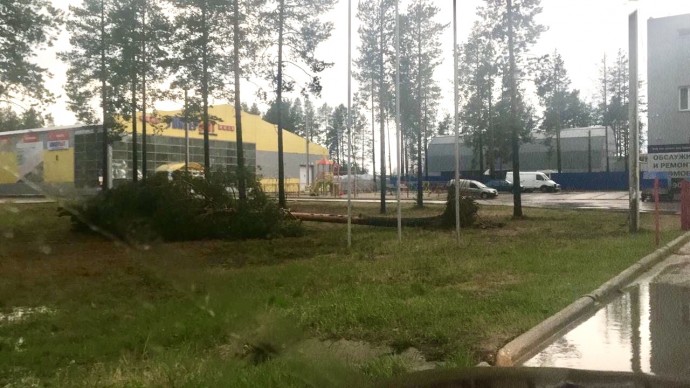 Сосну вырвало с корнем