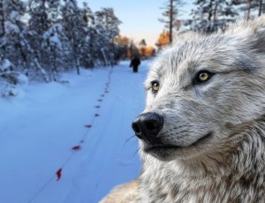 В Советском районе ликвидировали шесть волков, терроризировавших жителей