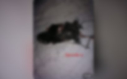 &laquo;Съели цепного пса прямо у дома&raquo;. По Советскому бродят волки?