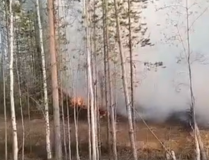 Лесной пожар в 35-и км от Советского