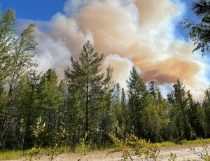 В Советском районе за сутки возникло шесть новых лесных пожаров