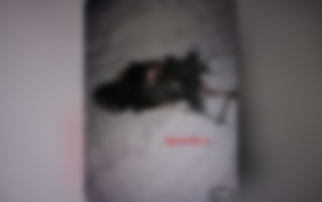&laquo;Съели цепного пса прямо у дома&raquo;. По Советскому бродят волки?