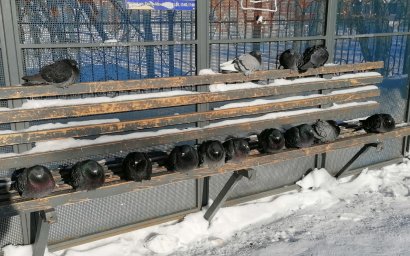 В ожидании тёплых остановок