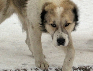 «Вы бы знали, как я кричал, когда они грызли руку»: в Советском районе мужчину покусали собаки
