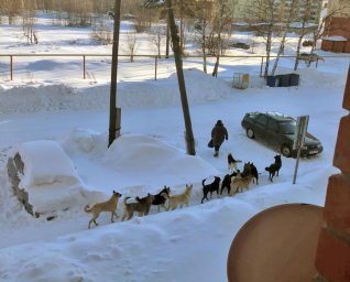 Баси на самовыгуле